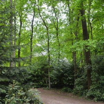 U wandelt zo vanuit het Kuierhoes het bos in